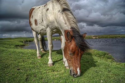 Stunning HDR Photo of  Animal Seen On www.coolpicturegallery.net