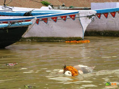  Sungai Gangga Di Penuhi Dengan Mayat Terapung