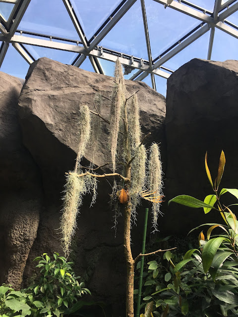 新宿御苑の大温室の植物