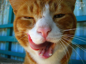 Orange-Eyed Red Mackerel Tabby with White Happy Cat