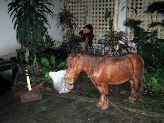 janno the small horse, xavier days, ateneo de cagayan at 75, cdo