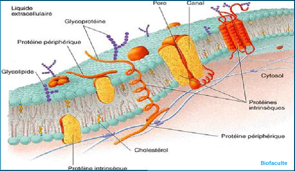 Protéines transmembranaires