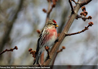 Common redpolls breed in the Arctic and visit PEI in the fall and winter - photo by Kathy McCormack, Feb. 22, 2013