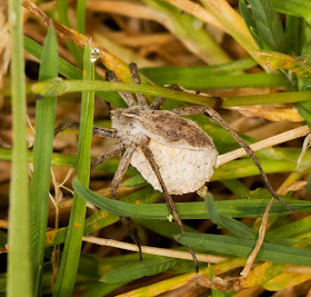 Nursery Web Spider, Pisaura mirabilis.  Hayes Street Farm, 25 June 2016.