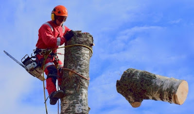 Tree removal Mornington Peninsula,