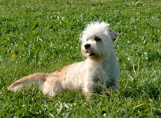 Dandie Dinmont Terrier Puppies