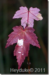 Red Maple leaves