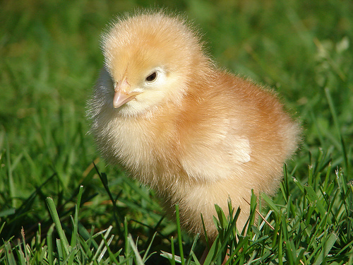 iowa roots and look at some cute baby farm animals