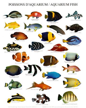 Types Fish on Saltwater Aquarium Tips  Fish   For The Saltwater Aquarium