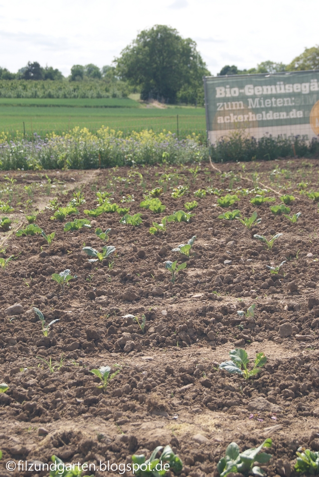 40 Quadratmeter mit 21 Reihen Bio-Gemüse