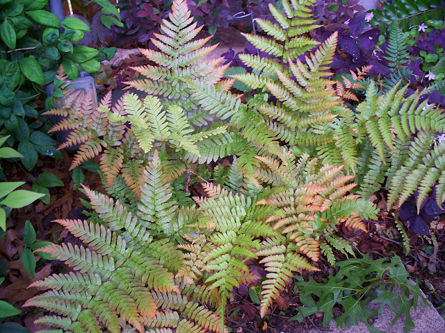 Autumn Fern