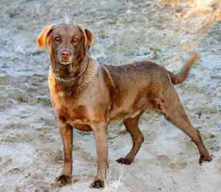 Chesapeake Bay Retriever Dog 2