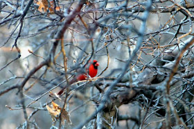 a Red Bird can brighten the day
