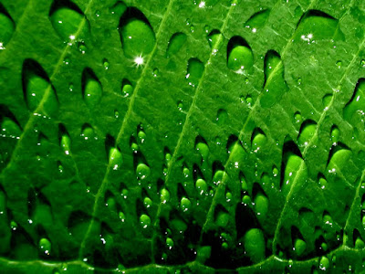 wallpapers of raindrops. Raindrops on leafs Set 4 High