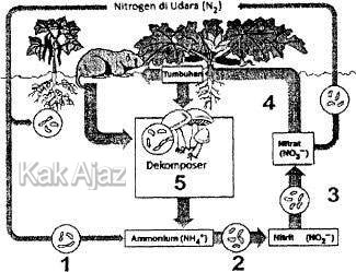 Daur nitrogen, daur biogeokimia pada ekosistem, gambar soal Biologi SMA UN 2014