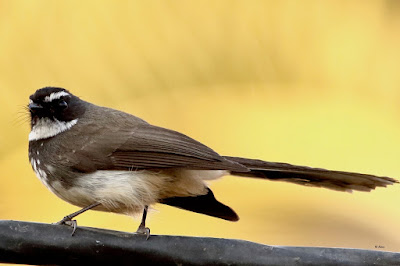 Spot-breasted Fantail