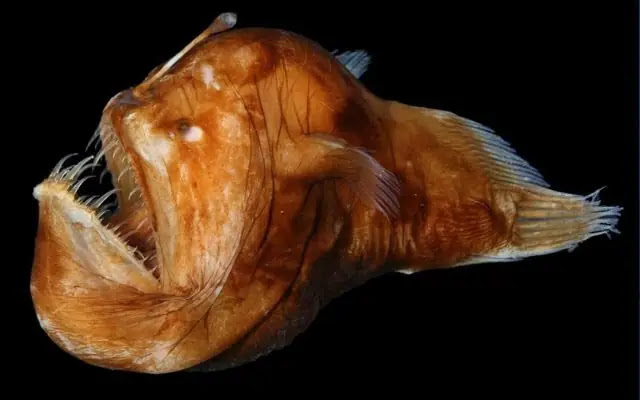 Meet The 12 Ugliest Fish in the World