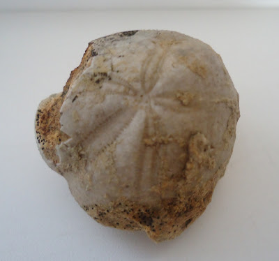 Fossil Sea Urchin Echinoid 