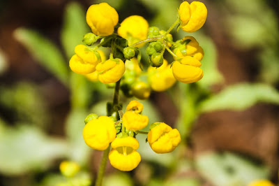 Calceolaria Meyeniana La Campana Flora