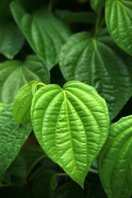 Daun Sirih (Betel Leaves), deep green and heart-shaped, used in cultural rituals and traditional medicine across Asia.