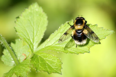 Hommelreus - Grutte Stilstânmich - Volucella bombylans