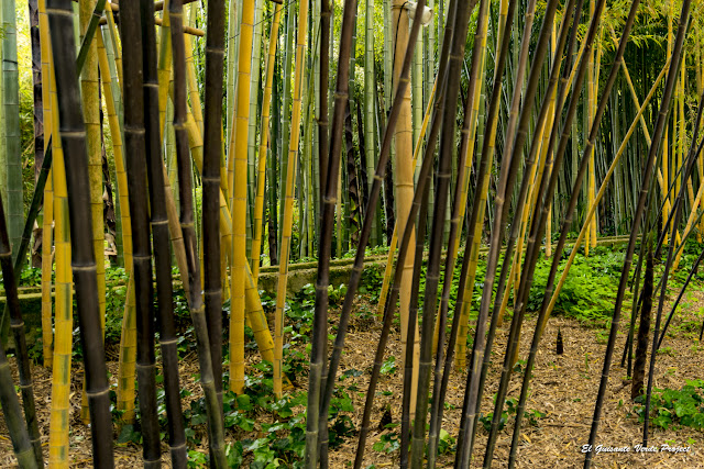 Bambús negros y amarillos de la Bambouseraie de Cévennes, Francia por El Guisante Verde Project