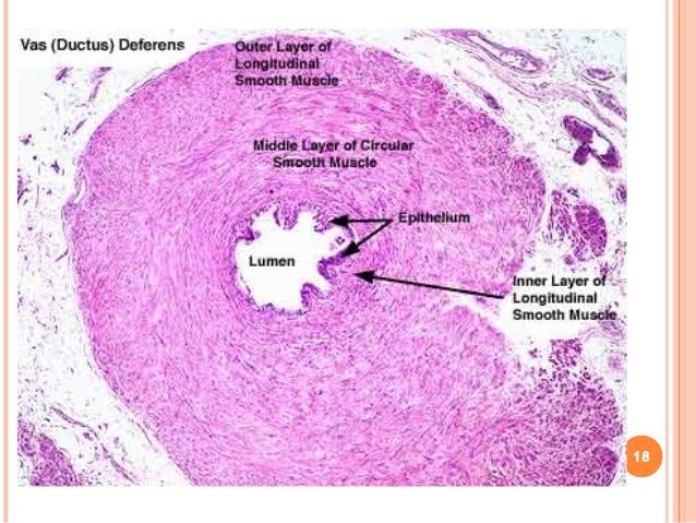 Histology male reproductive system