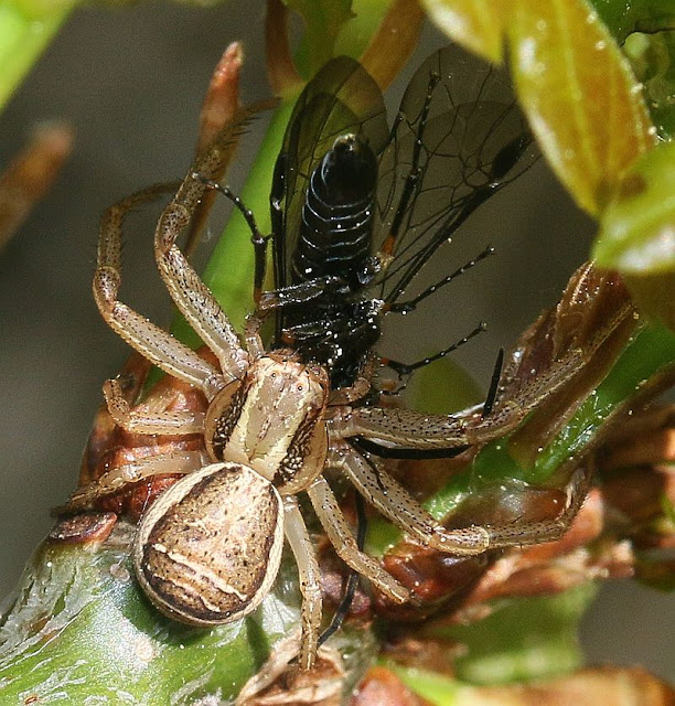 Braune Krabbenspinne, Xysticus cristatus