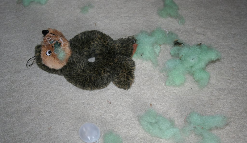 a close up of the destroyed toy, cabana has ripped open the hedgehog's face