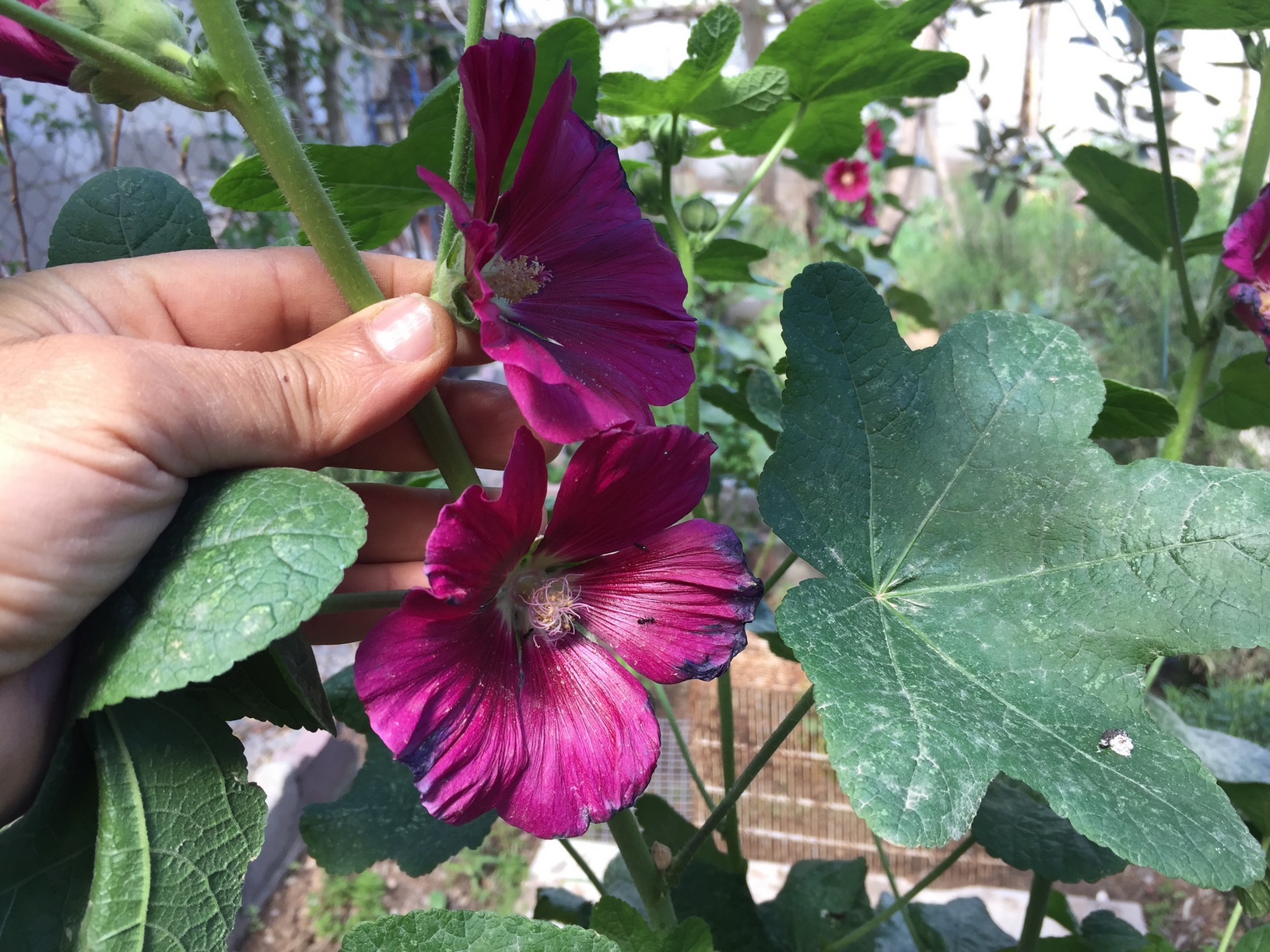 Take your time to survey your garden to find places that will give your hollyhocks the sun they need to thrive. Find an area that receives full sunlight. Hollyhocks can tolerate partial shade as long as they get at least 6 hours of sun daily.