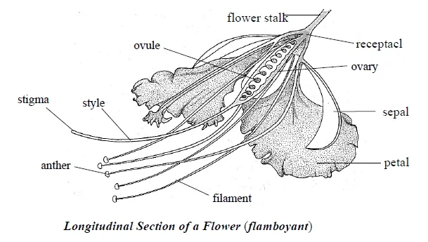 Drawing of a longitudinal section flamboyant flower