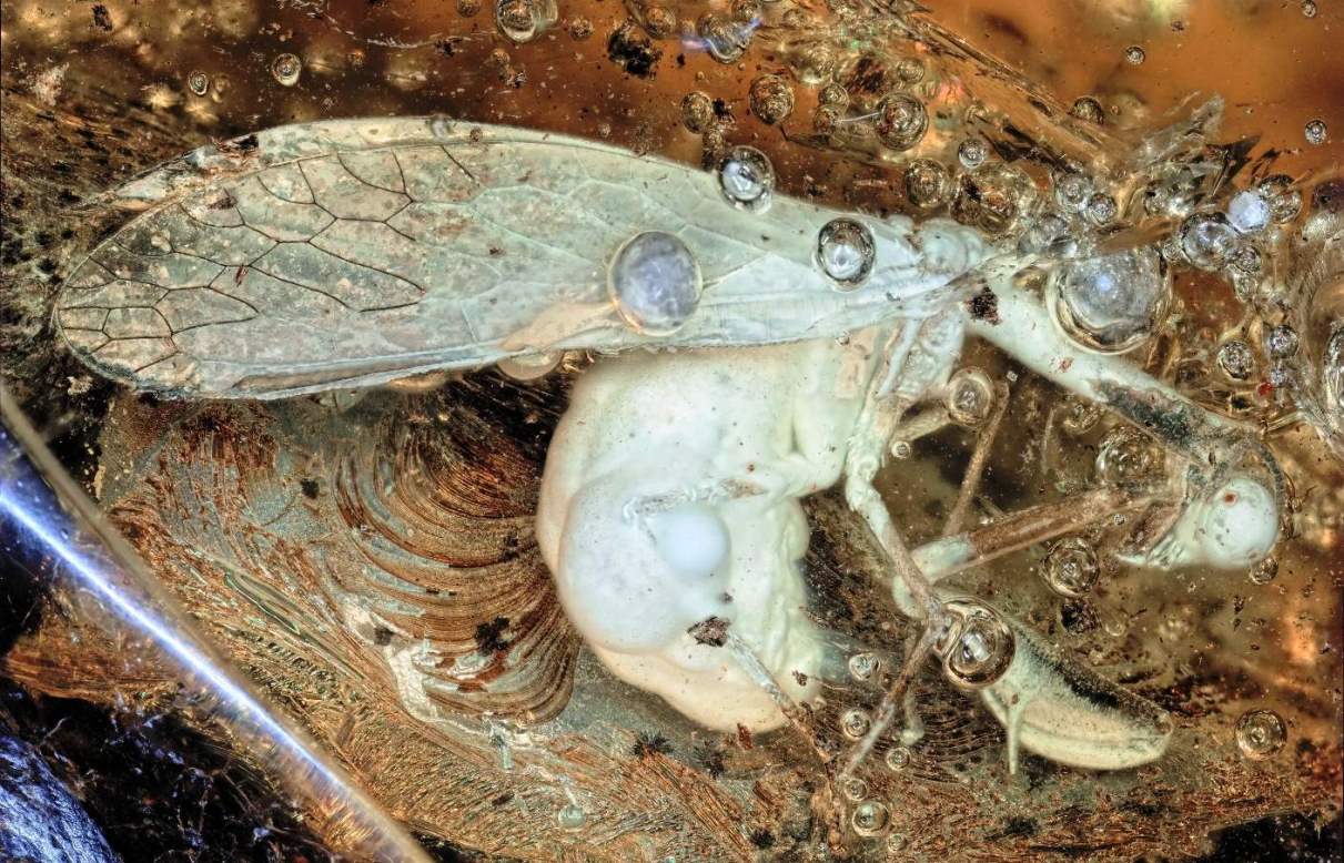 Scientists discover orchid fossil trapped in amber dating back at