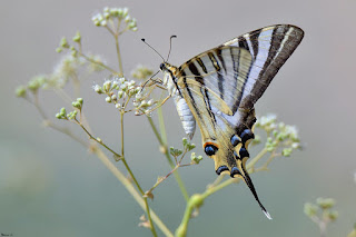 mariposa-podalirio-iphiclides-podalirius-