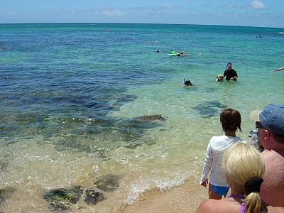 Sea turtles beach on North Shore