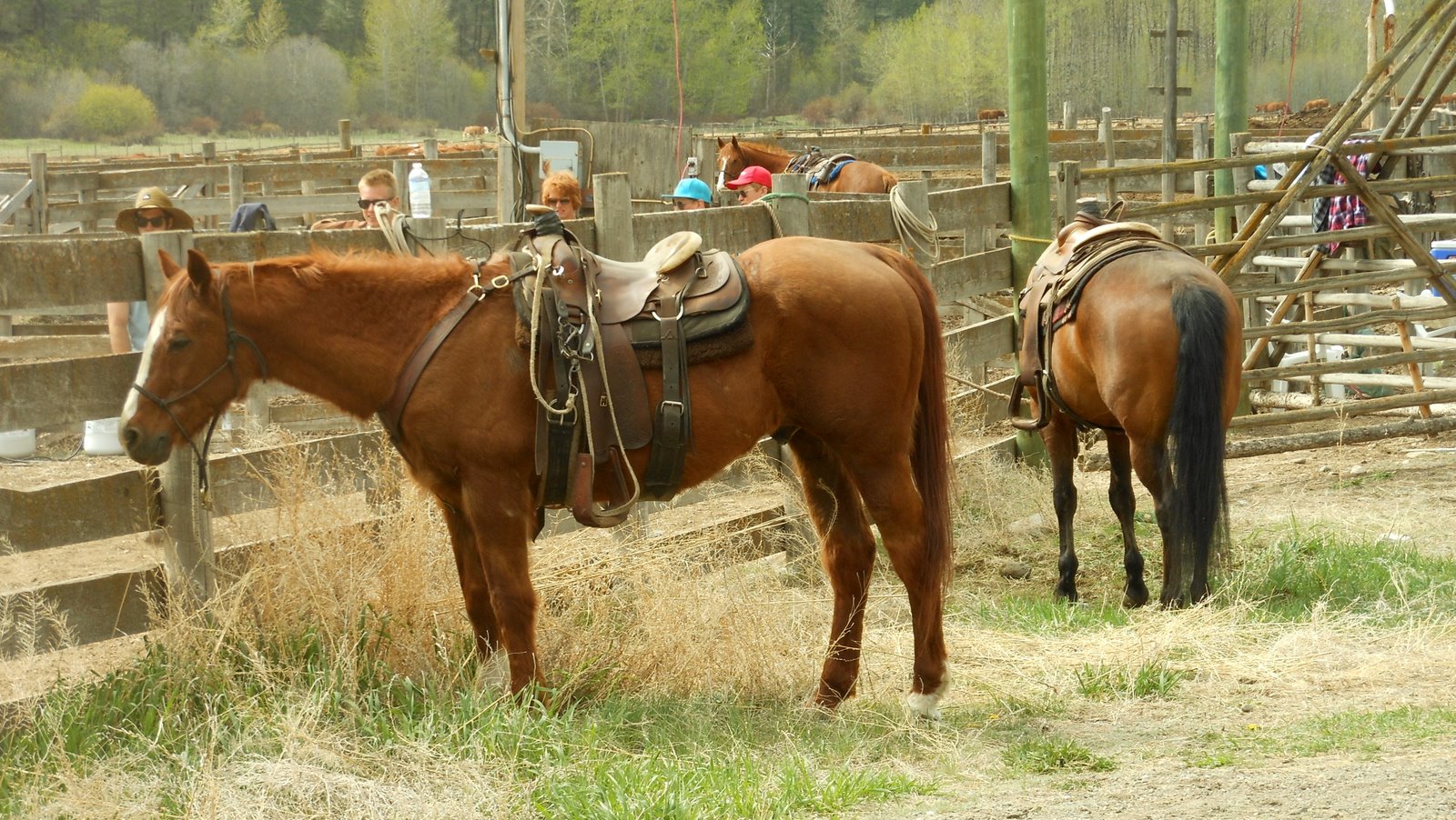 Lillooet - Rodeo Recess