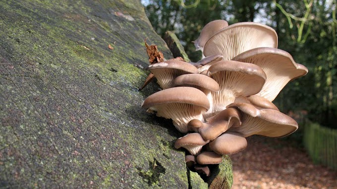 Mushroom spawn training in Bhadravati | Biobritte mushroom spawn | Mushroom spawn lab   