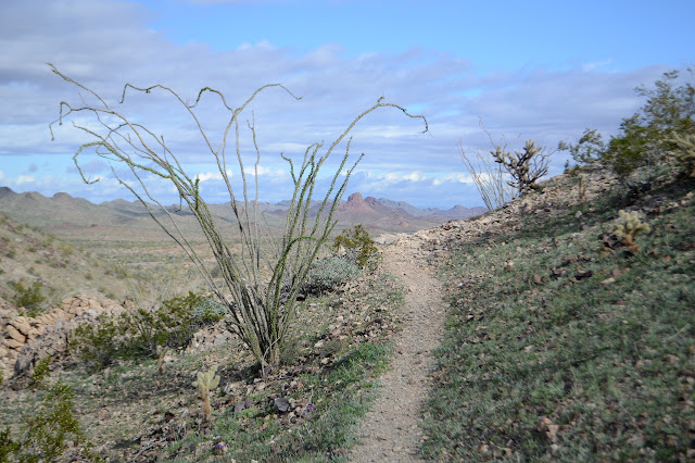 wiggly ocotillo beside a distinct trail