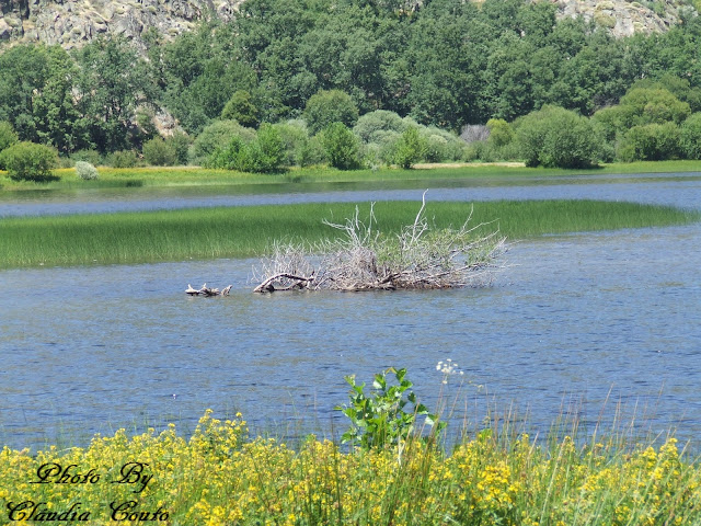 Fotografia tirada na Lagoa de Sanabria, a maior lagoa artificial da Europa. As águas límpidas desta lagoa cativam todos os olhares, fiz uns quilómetros até contornar toda a lagoa mas no terminar dela deparei me com esta conjunção de cores e uma composição fotográfica tão sublime. 