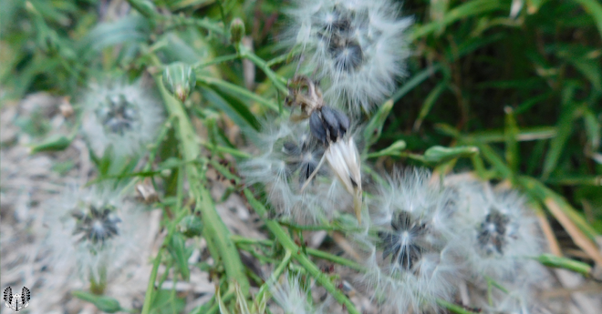 オニノゲシ(鬼野芥子)Sonchus aspe