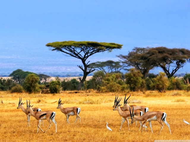 Deer Wallpapers