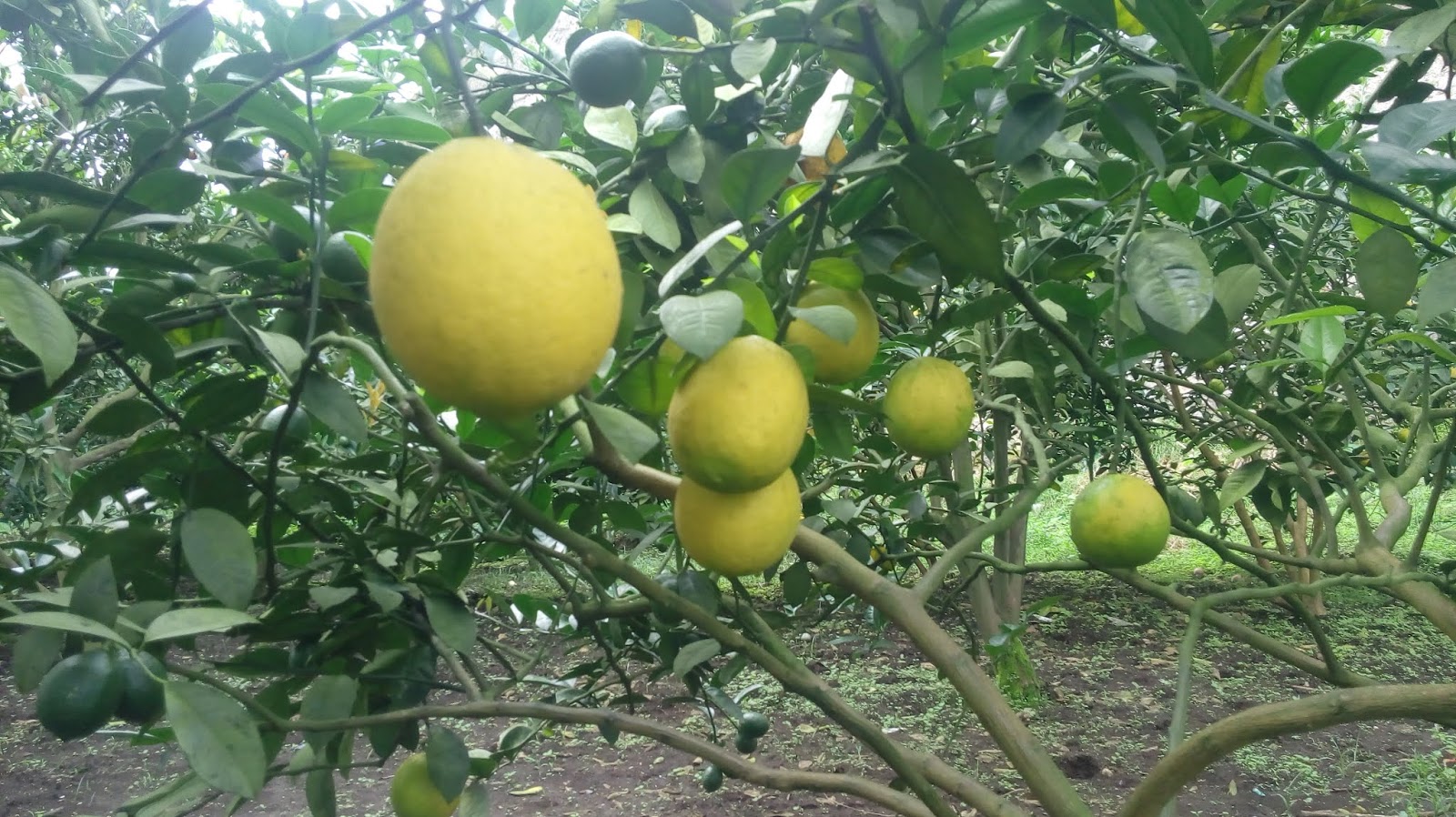 Pusat Budidaya Lemon Amerika Jual Bibit Lemon California Atau Lemon