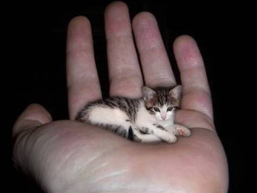 List-smallest-animals-in-the-World_www.wonders-world.com_1t