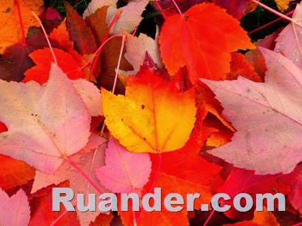 Fall Color 1 Ruander