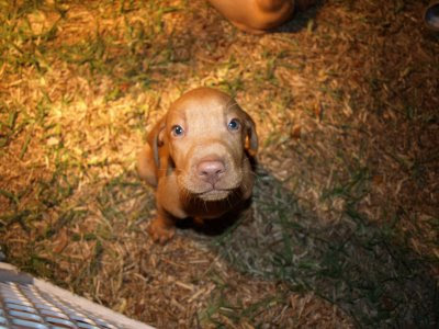 Vizsla Puppies Pictures