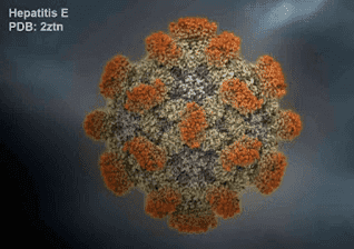 virus Hepatitis E