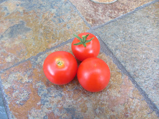 Gardening with Bobbins of Basil