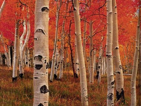 pics of trees. Pictures Of Trees.