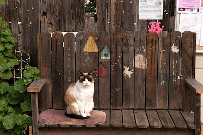 Cat on a bench