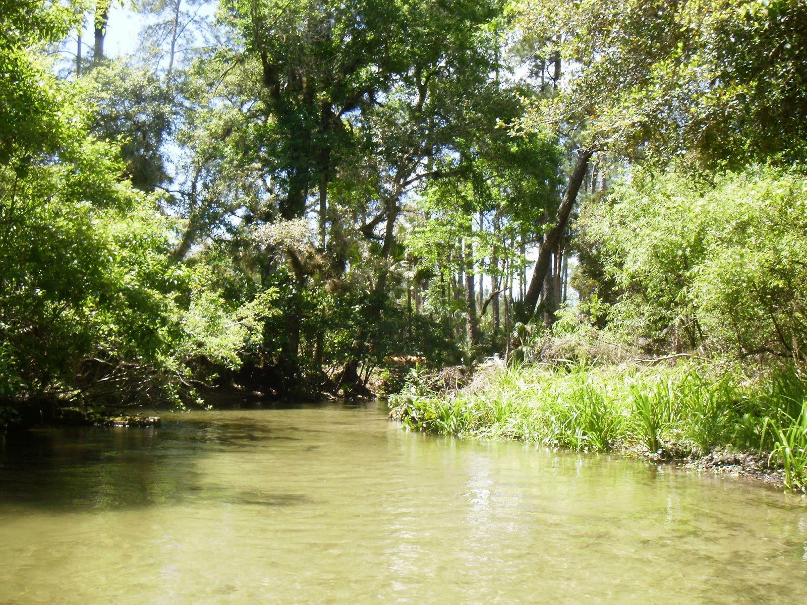 Kayaking Wekiva River &amp; Rock Springs Run with Gators 