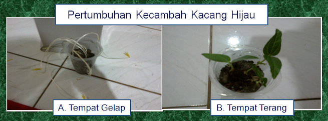 Pertumbuhan Kecambah Kacang Hijau